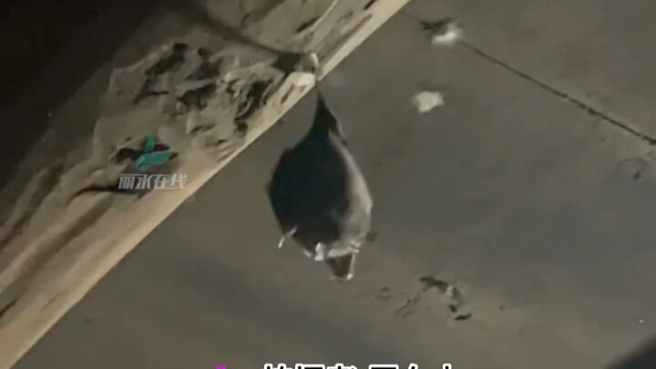 A "super-heavy" bat flew into a home, and a female netizen exclaimed: "How can such tiny feet hold o