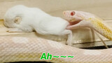 Baby (Snake), Why Can't You Eat from the Head