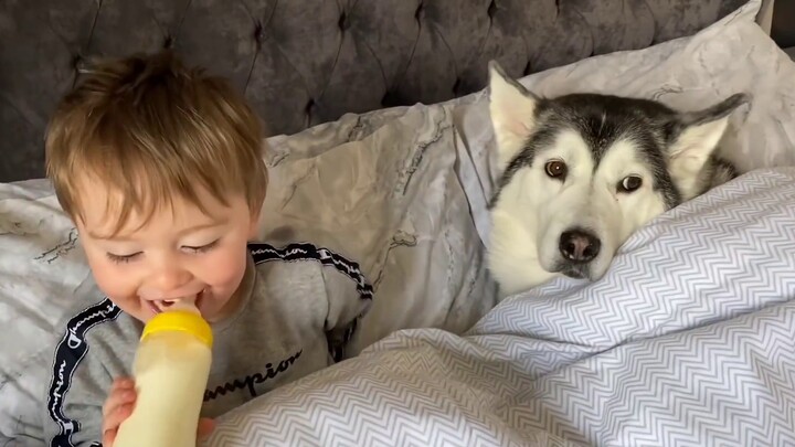 [Millie] The Husky stole the baby's bed and fell asleep with him! (Cute video!)