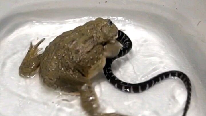 [Hewan] Seekor katak memakan gluten pedas