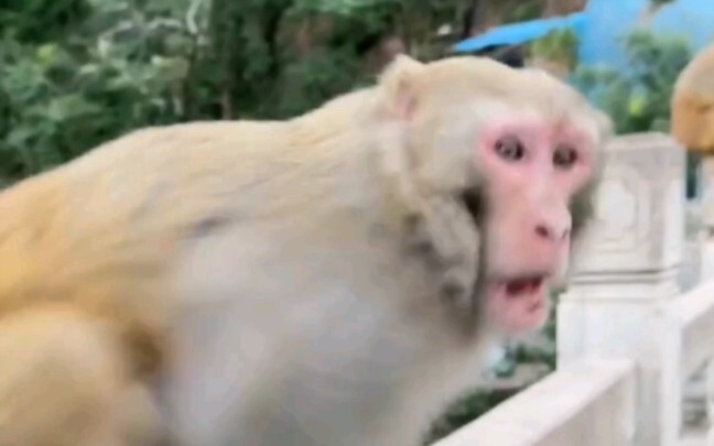 Ambushing the Alpha Male Monkey