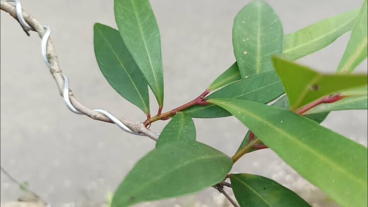 MASIH INGAT DENGAN BAHAN BONSAI INI !! LIHAT PERUBAHANNYA