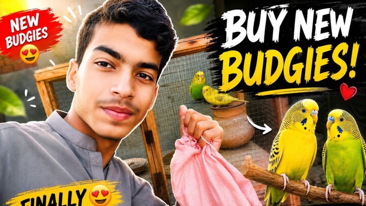 finnaly BUY NEW BUDGIES🥳🥳|ALI PET HOUSE