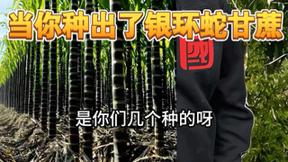 所以银环蛇甘蔗的作用是？