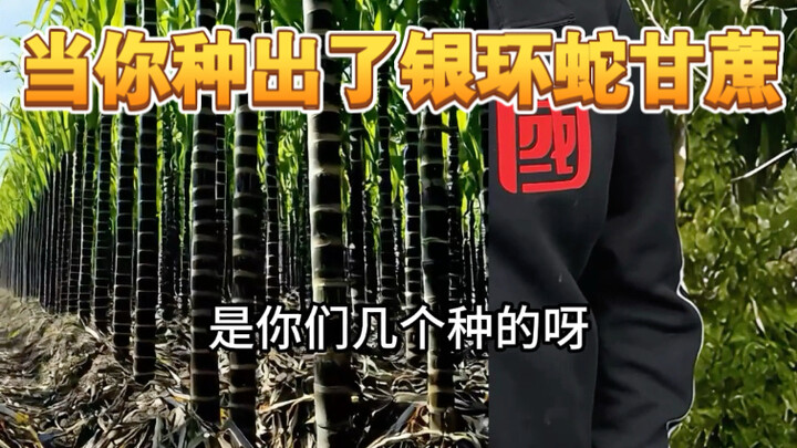 So what is the function of Bungarus sugarcane?