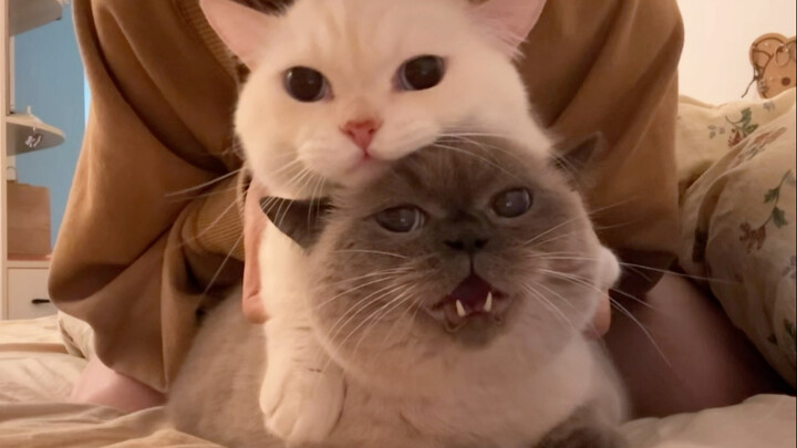 One is in charge of voice acting, the other is in charge of being kissed