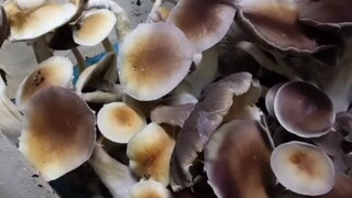 How spores turn into mushrooms