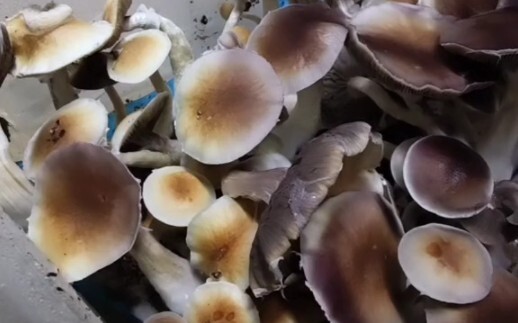 How spores turn into mushrooms