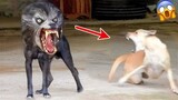 शैतान कुत्ते ने जब देख लिया भूतिया जानवर! FUNNIEST ANIMAL MOMENTS CAUGHT ON CAM 15