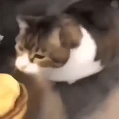 Kitty, you can’t eat the cheeseburger!