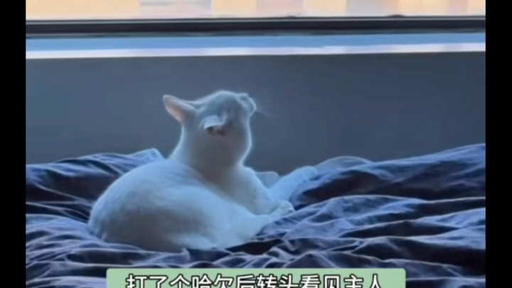 Di dunia kucing kecil, hanya ada tuannya.