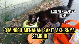 Alhamdulillah Ketemu Kucing Yang Kaya Di Siram Air P4nas Sekarang Sudah Sembuh | Kejamnya Hidup ini