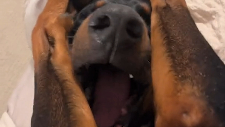 Si kecil ternyata punya dua wajah!