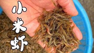 กุ้งข้าวฟ่างที่คุณยายขายในตลาดจะหวานอร่อยมากเมื่อนำมาทำไข่คน