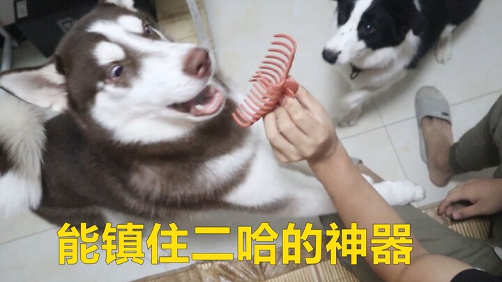 Owner clips a hair clip onto the dog’s leg—Shepherd is so scared it freezes in place, but this Husky