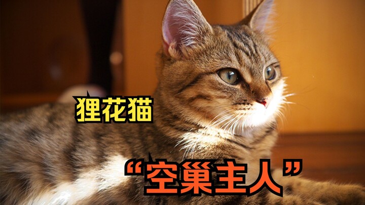 العيب الوحيد للقطط المرقطة هو أنها تحب التخلي عن صاحبها