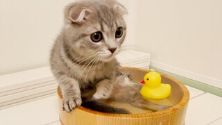 Kitten Lulu who likes the bath and takes a bath alone and relaxes