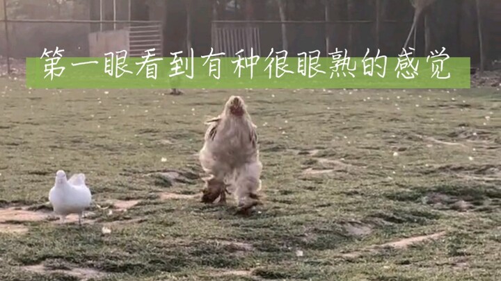 Thoạt nhìn đã thấy quen quen nhưng không thể nói chính xác là gì.