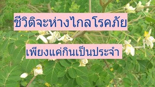 ประโยชน์ และสรรพคุณทางยาเยอะจริงๆ รักษาเบาหวาน ความดัน ต้านมะเร็งด้วยมะรุมฯ