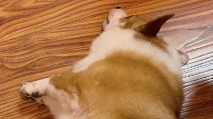 ดูเหมือนฉันจะเจอสวิตช์เปิดตัวโคกี้แล้ว!