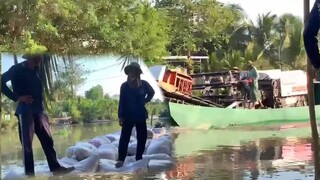 Quay Cảnh Máy Cắt l Thu Hoạch Lúa Nông Dân Miền Tây l Nhạc TikTok Remix