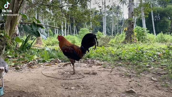 Our 3x winner melsims black.sumingit pa yong brood hen naming kanawayon hehe