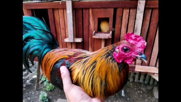 PUMPKIN BLACK, 1st Spar