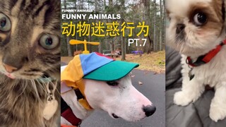 Perilaku Membingungkan Hewan PT.7