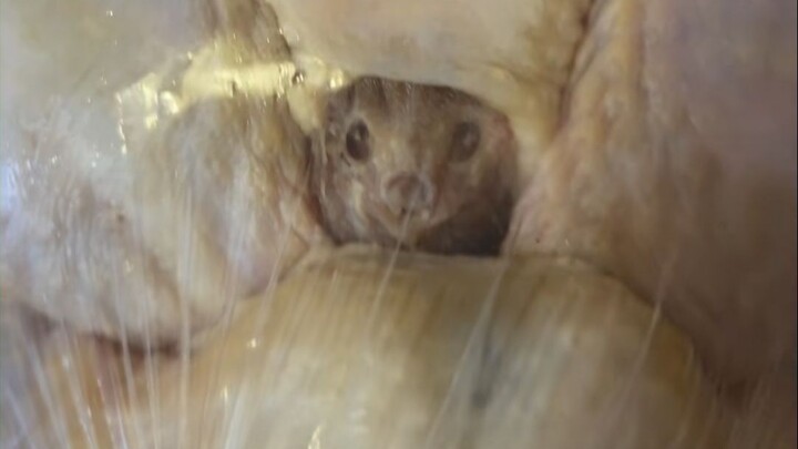 Rat head chicken neck 🐭