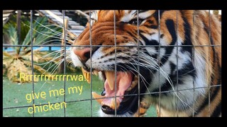 Tiger sleeping position ! in 4K