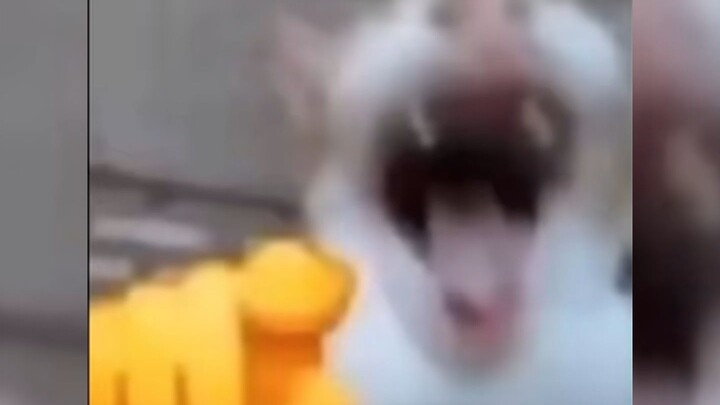 Berbagai kucing BYD 🫵😸