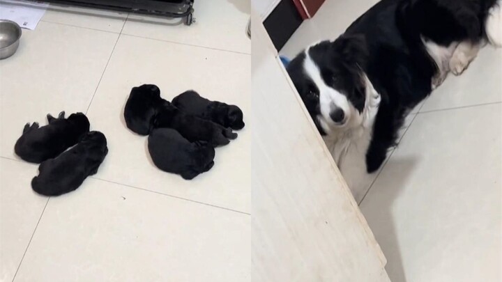 A Border Collie gave birth to a litter of all-black puppies—she can hardly believe it herself! The o