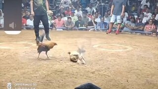 Mahiwaga ang sabong