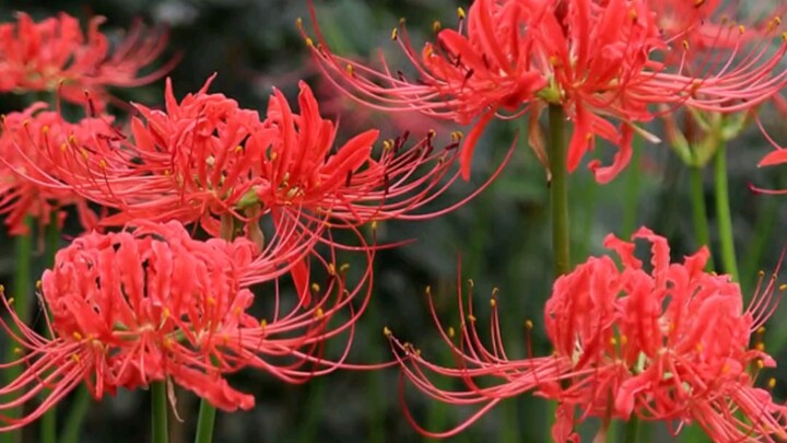 ดอกปีกันฮวา คุณกล้าปลูกมั้ย?