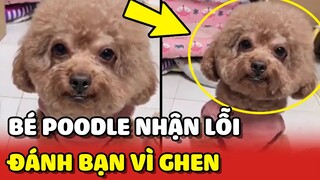 Chú chó Poodle NHẬN LỖI khi mẹ bắt gặp ĐÁNH BẠN vì GHEN 😂 | Yêu Lu