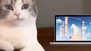 Cat’s daily exam week routine