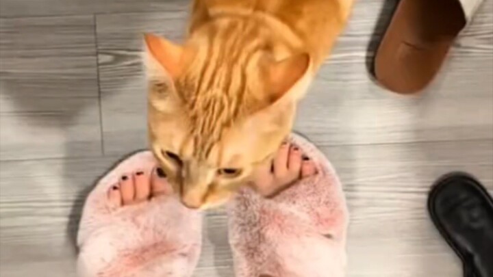 Orange cat