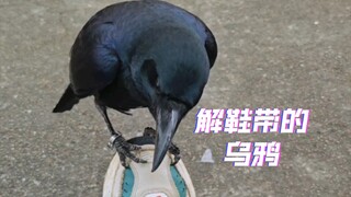 乌鸦解开了鞋带，以为解开了禁锢我的绳索