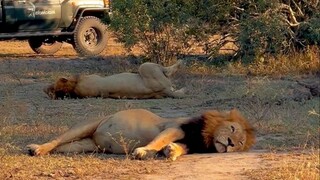 Why do lions need to eat so much? What happens if they eat too much?