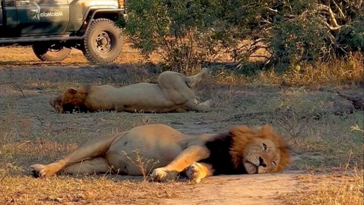 لماذا تحتاج الأسود إلى كل هذا الطعام؟ ماذا يحدث إذا أكلت أكثر من اللازم؟