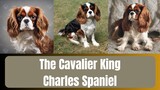 Discover the Regal Charm of the Cavalier King Charles Spaniel