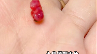 Xiao Biga's Growth Diary