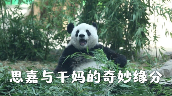 It’s truly, incredibly rare and precious for a giant panda’s adopter to go this far!
