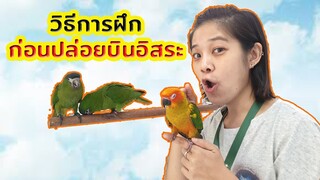 วีธีฝึกนก ก่อนปล่อยบินอิสระ EP.20