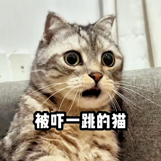 Kucing kaget setengah mati, langsung stres gara-gara hal sepele! #kucing #keseruanmemeliharakucing #