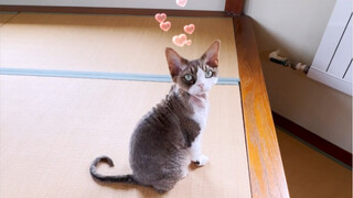 This little kitty is so well-behaved! To avoid troubling its owner, it actually took the medicine on