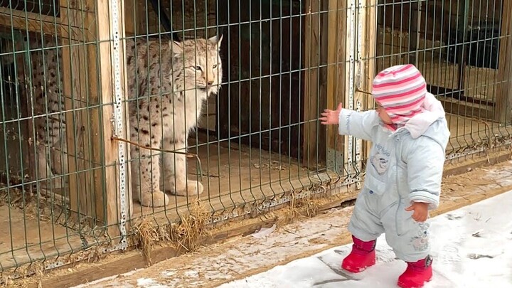 猞猁第一次见到人类幼崽走路，非常震惊