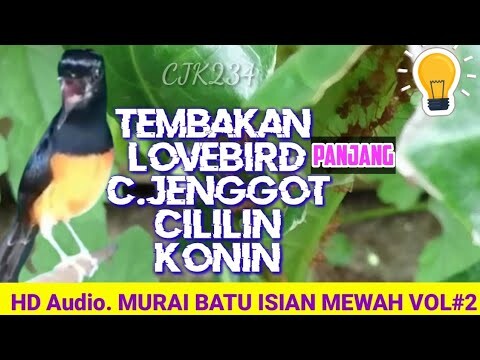 MELATIH ISIAN LAGU MURAI BATU dengan ini
