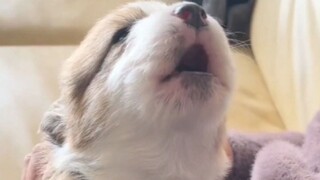 Roar of the Dragon