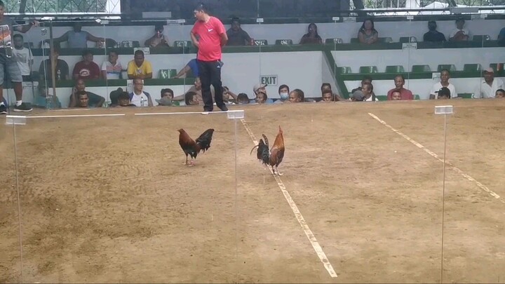 4 Cock Derby 4th Fight lose 12/28/2022 4x Winner Bulik